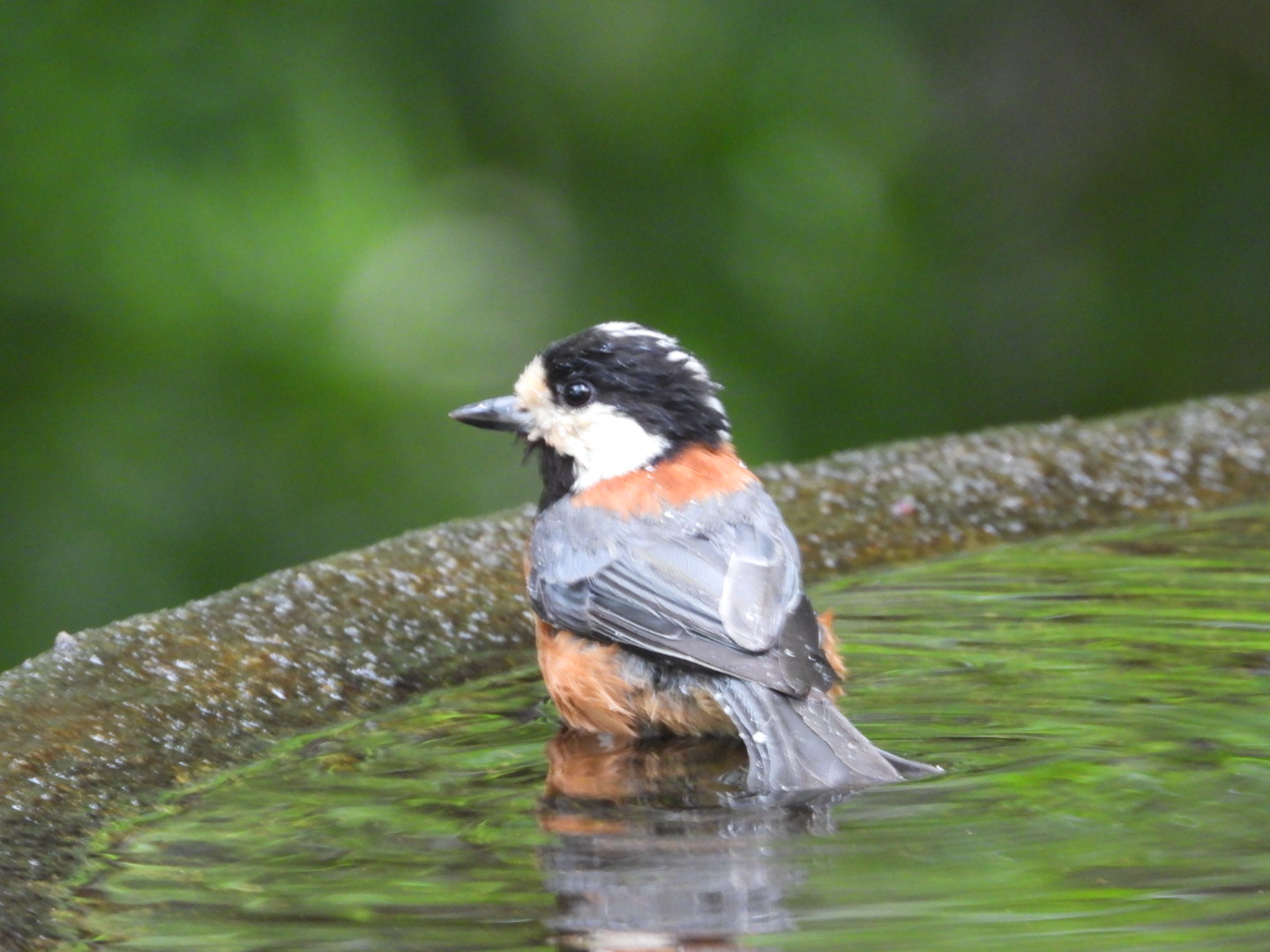 Photo of Varied Tit at 神奈川 by トリミズク