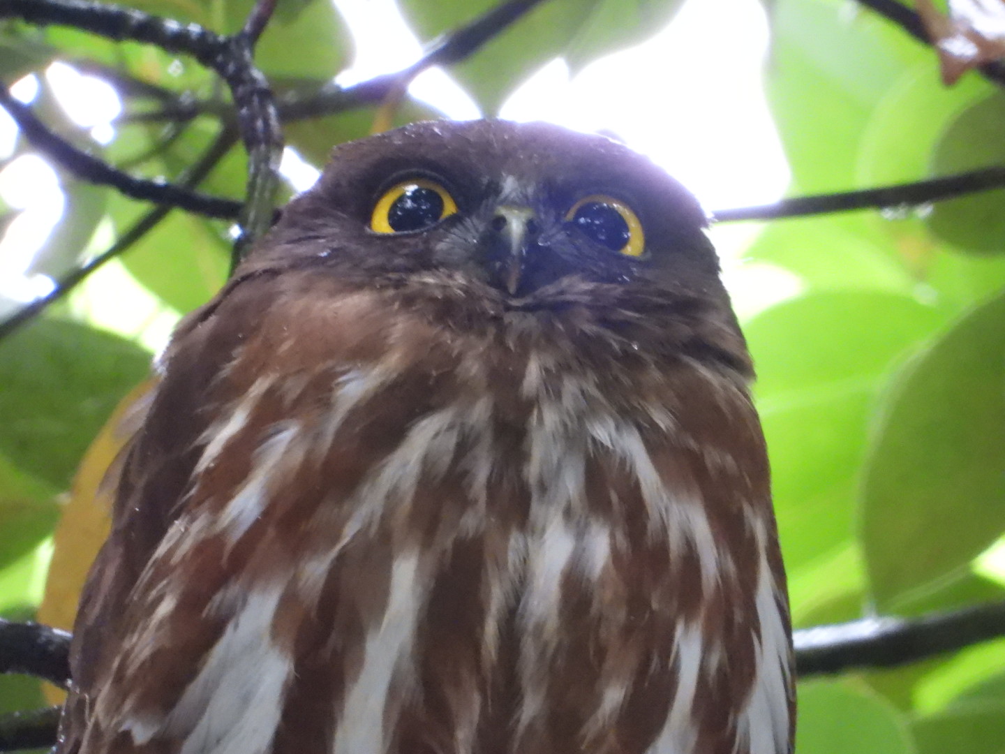  アオバズクの写真 by トリミズク