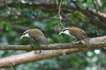 White-browed Scimitar Babbler Kaeng Krachan National Park Fri, 5/31/2019