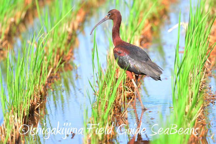 Photo of Glossy Ibis at Ishigaki Island by 石垣島バードウオッチングガイドSeaBeans