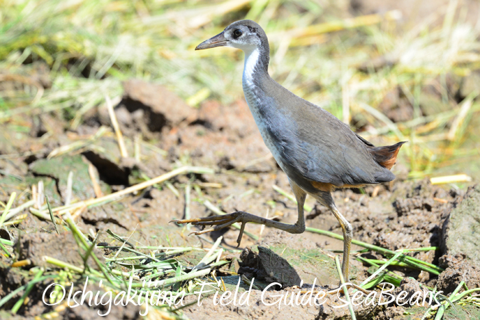 Photo of White-breasted Waterhen at Ishigaki Island by 石垣島バードウオッチングガイドSeaBeans