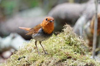 Japanese Robin 山梨県 Tue, 6/25/2019