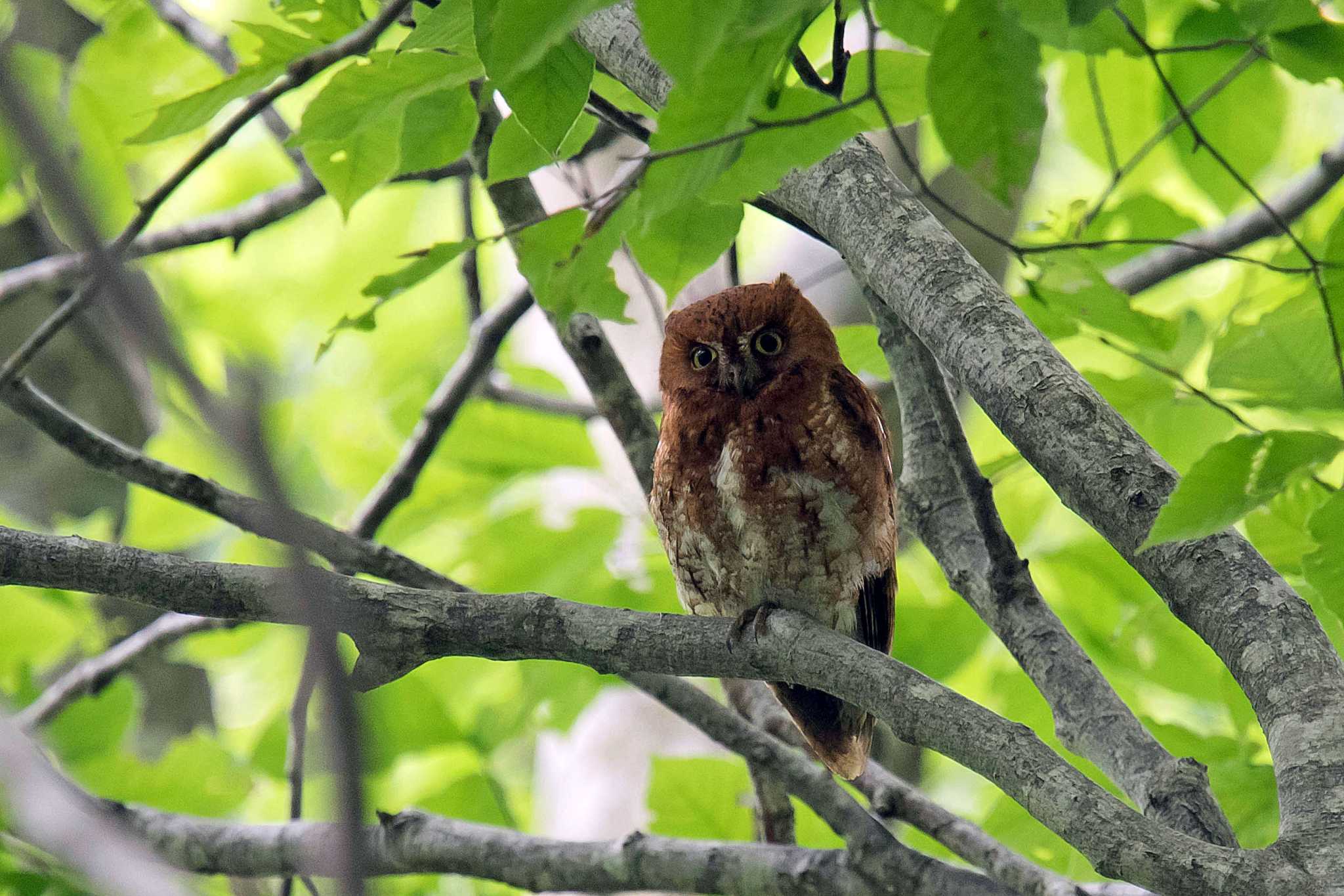  コノハズクの写真 by Tanago Gaia (ichimonji)