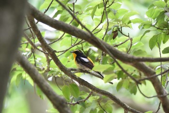 Narcissus Flycatcher 富山市ねいの里 Wed, 7/3/2019