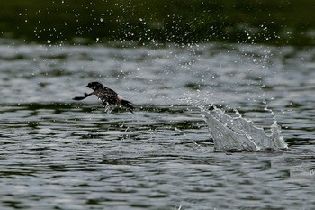 Asian House Martin 東京都 Sun, 6/30/2019