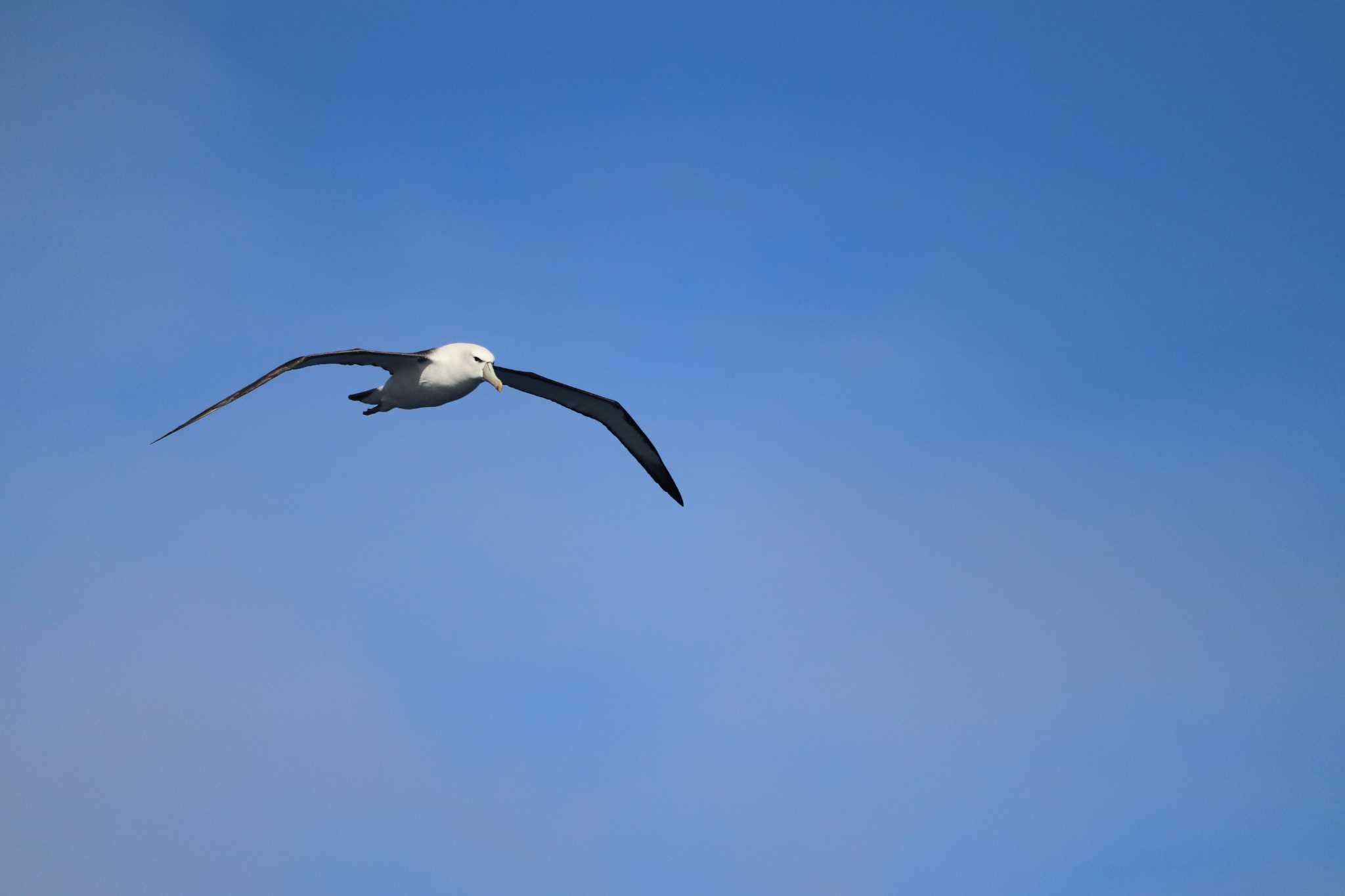 Photo of Shy Albatross at 亜南極 by JT