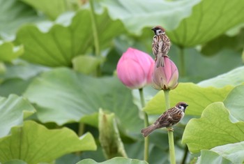 スズメ 場所が不明 2019年7月3日(水)