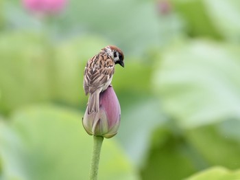 スズメ 場所が不明 2019年7月3日(水)