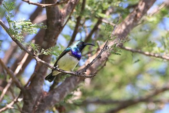 White-bellied Sunbird Kapama Private Game Reserve (South Africa) Fri, 4/26/2019