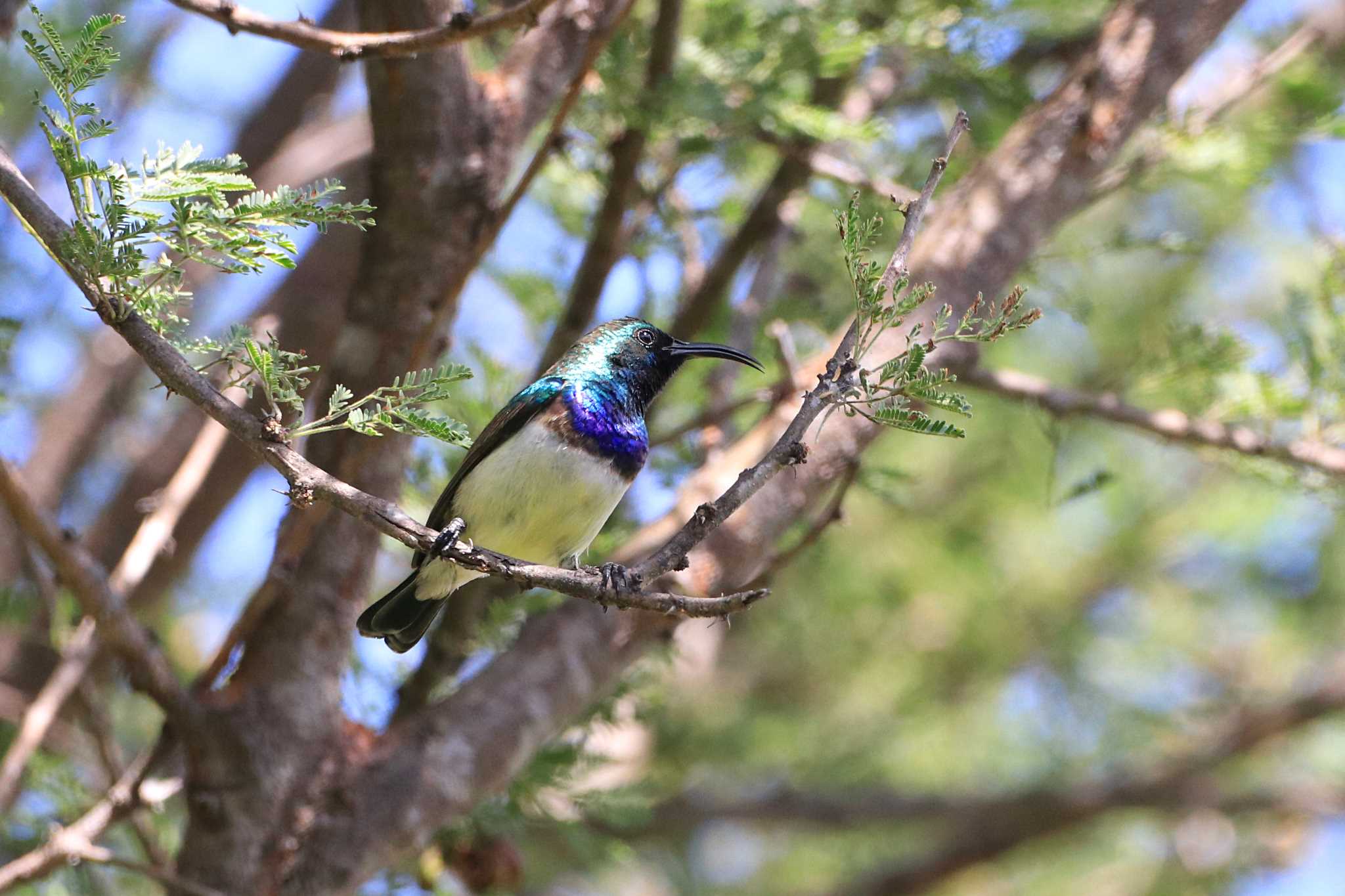 Kapama Private Game Reserve (South Africa) シロハラタイヨウチョウの写真 by とみやん