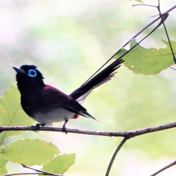 サンコウチョウ 海上の森 撮影日未設定