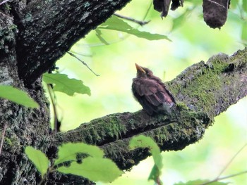 サンコウチョウ 海上の森 2019年7月2日(火)