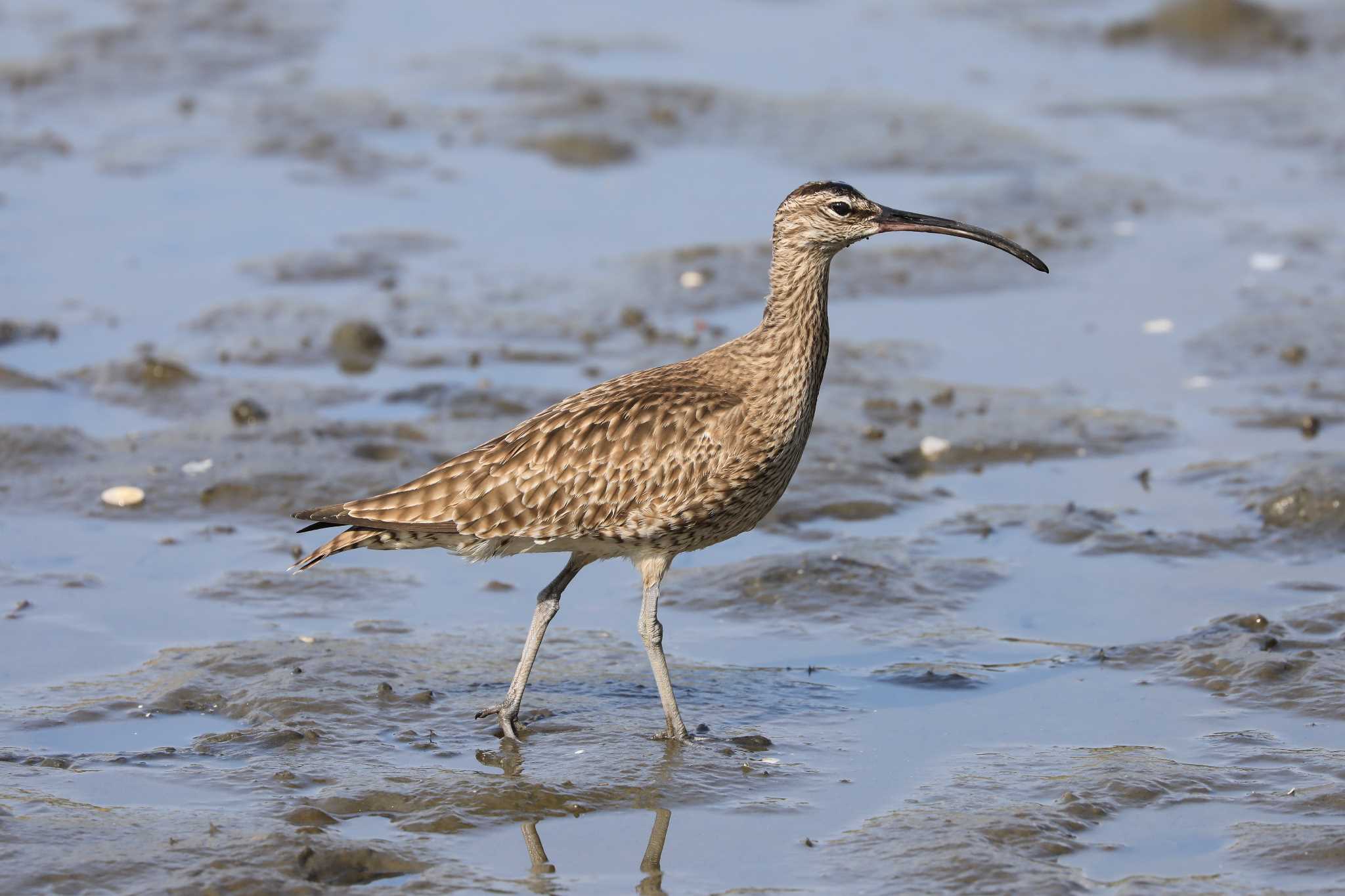 Photo of Eurasian Whimbrel at Kasai Rinkai Park by Susumu Harada