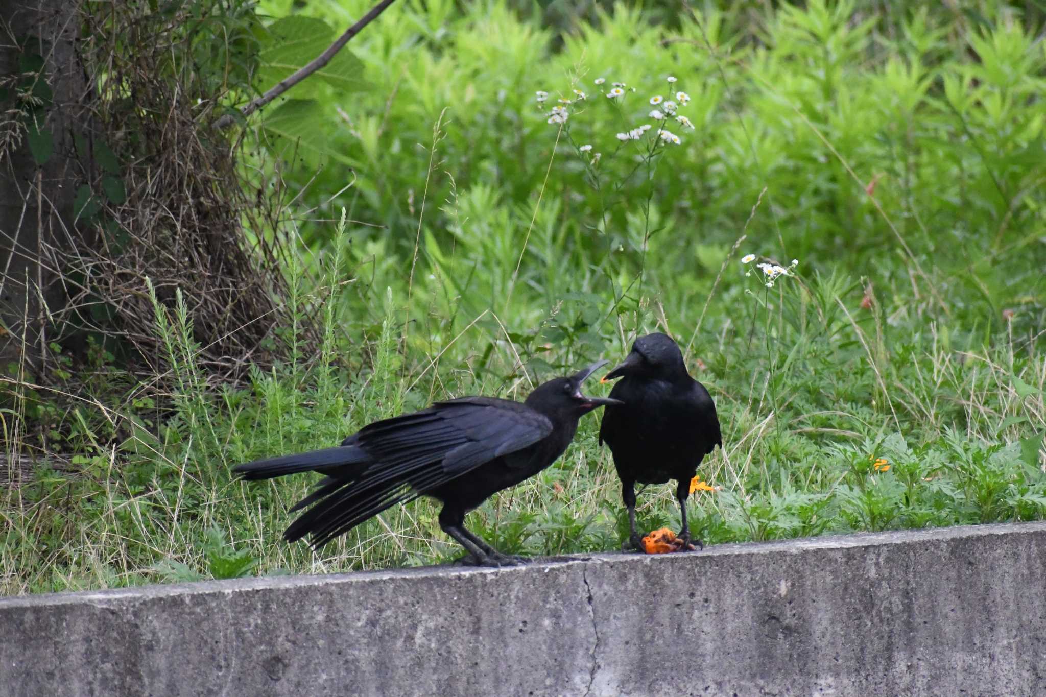 愛媛県　新居浜市 ハシブトガラスの写真 by でみこ