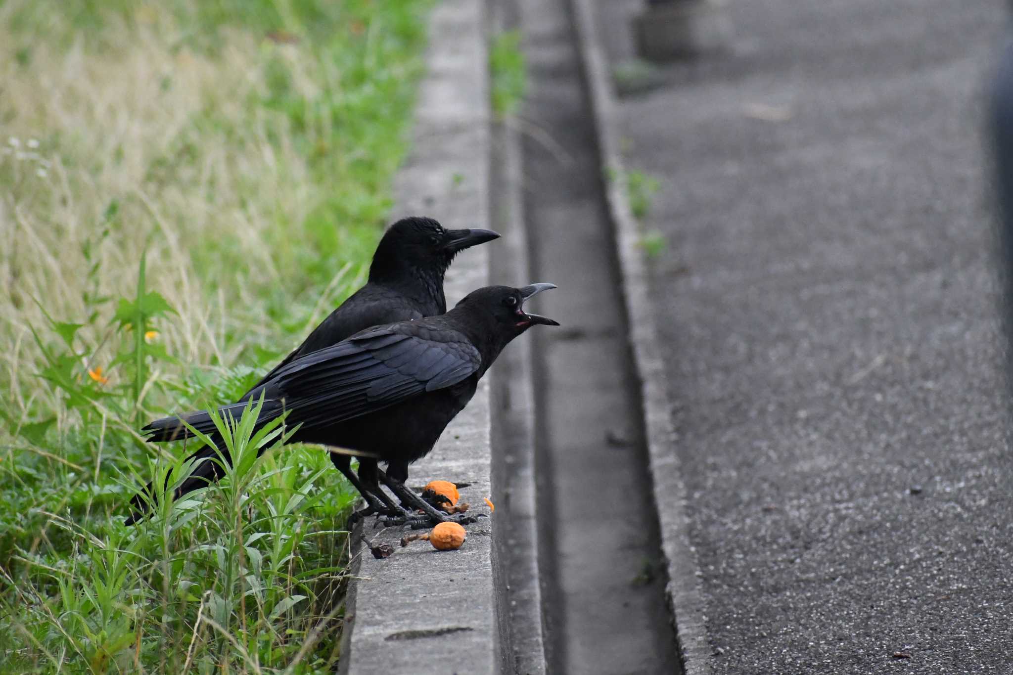 愛媛県　新居浜市 ハシブトガラスの写真 by でみこ