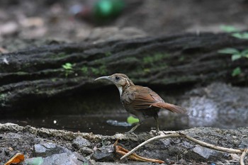 Large Scimitar Babbler