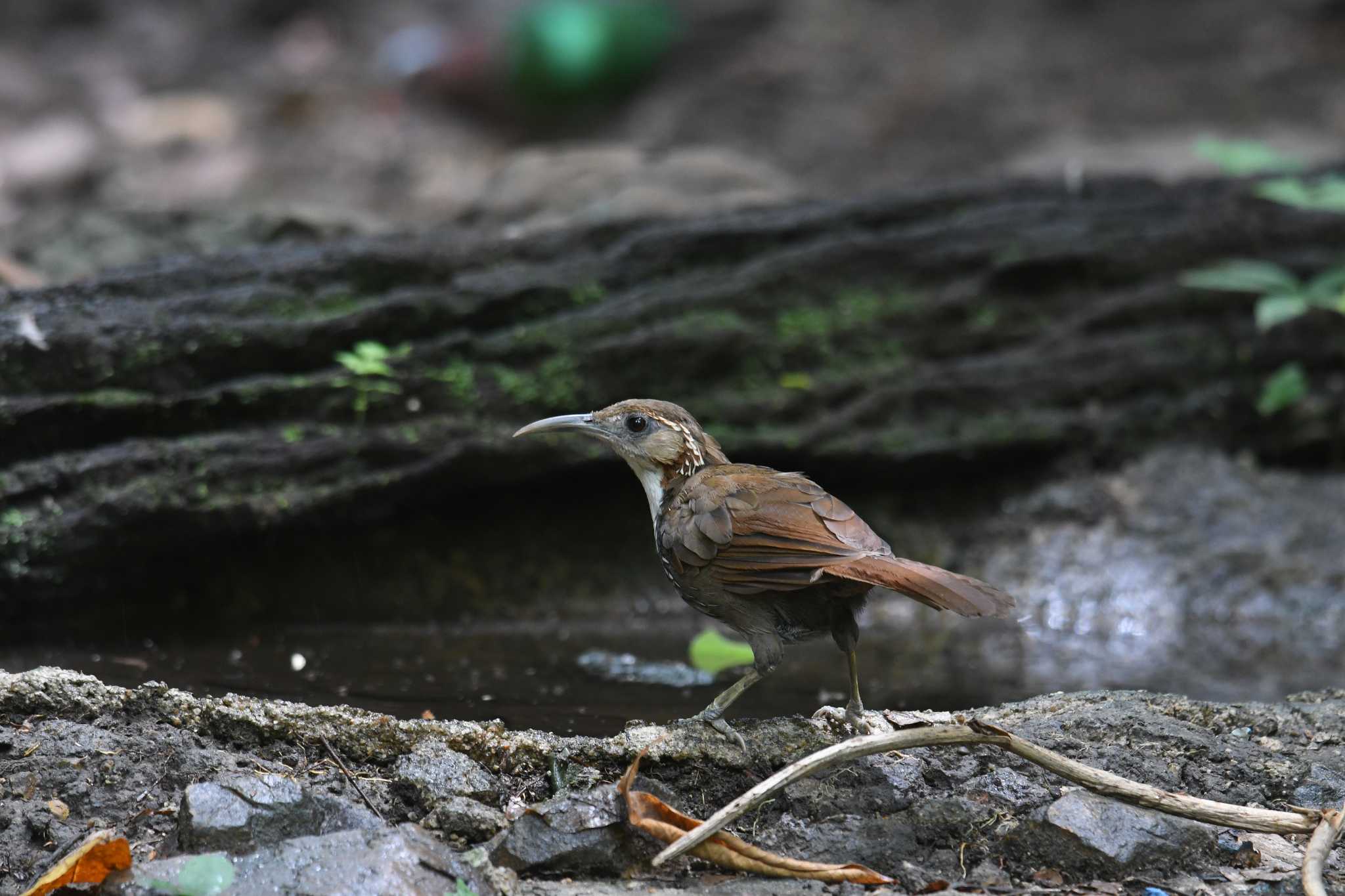 Photo of Large Scimitar Babbler at Kaeng Krachan National Park by あひる