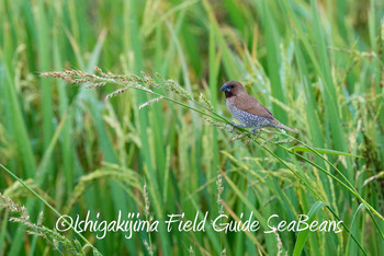 Scaly-breasted Munia Ishigaki Island Wed, 7/3/2019