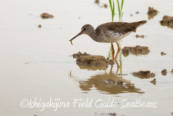 アカアシシギ 石垣島 2019年7月3日(水)