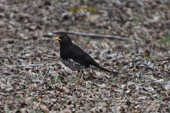 Japanese Thrush 蓼科 Fri, 4/19/2019