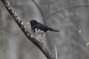 Japanese Thrush 蓼科 Fri, 4/19/2019