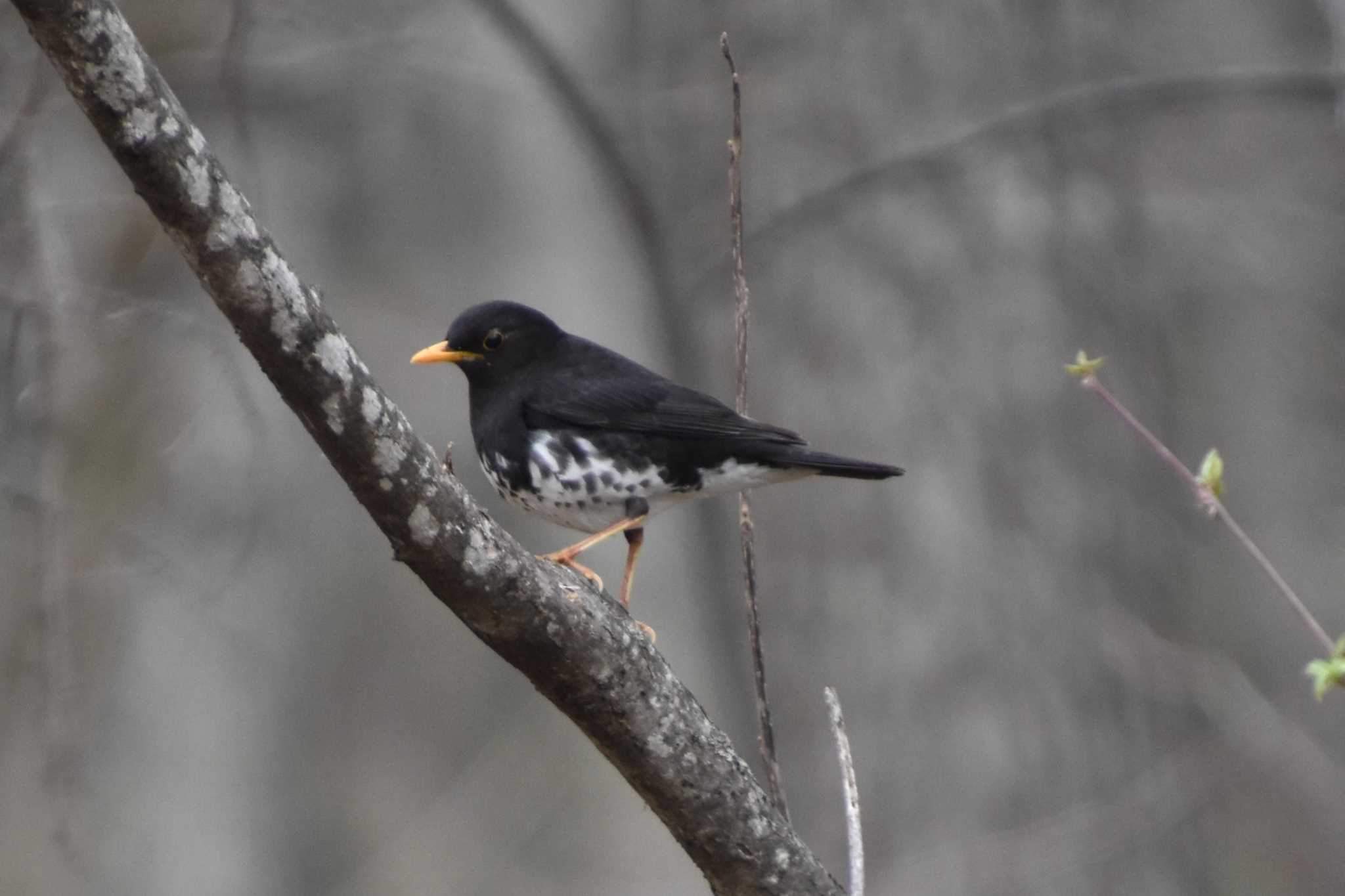 Photo of Japanese Thrush at 蓼科 by AK1952