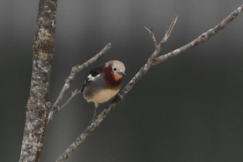 Chestnut-cheeked Starling 蓼科 Sun, 4/21/2019