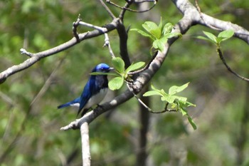 Blue-and-white Flycatcher 軽井沢 Sun, 5/12/2019