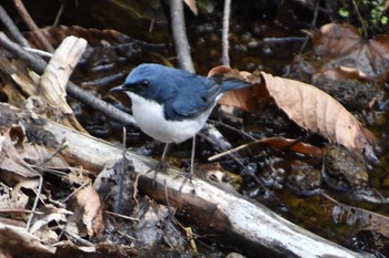 Siberian Blue Robin 軽井沢 Sun, 5/12/2019