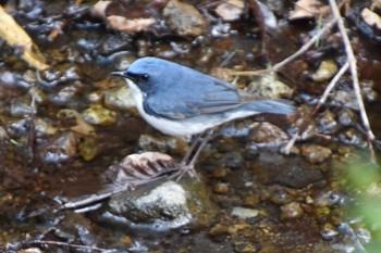 Siberian Blue Robin 軽井沢 Sun, 5/12/2019