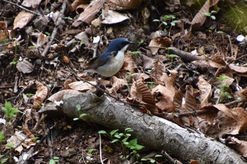 Siberian Blue Robin 軽井沢 Tue, 5/14/2019