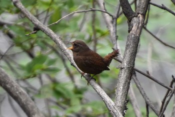 Eurasian Wren 軽井沢 Sun, 5/12/2019