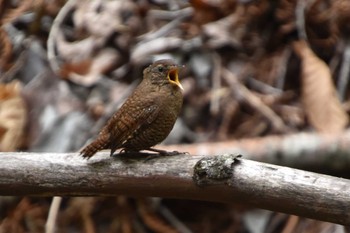 Eurasian Wren 軽井沢 Tue, 5/14/2019