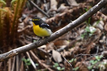 Narcissus Flycatcher 軽井沢 Tue, 5/14/2019