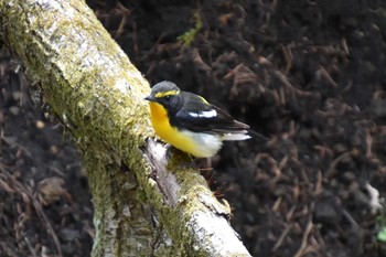 Narcissus Flycatcher 軽井沢 Tue, 5/14/2019