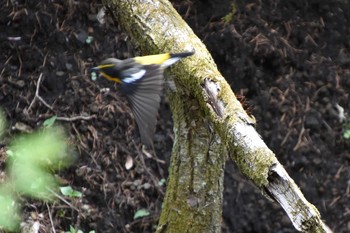 Narcissus Flycatcher 軽井沢 Tue, 5/14/2019