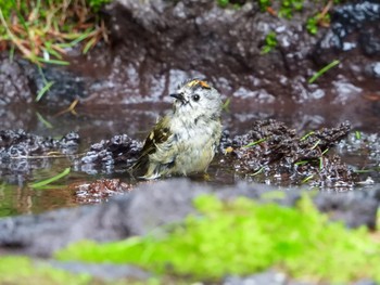 Goldcrest Okuniwaso(Mt. Fuji) Wed, 7/3/2019