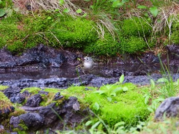 キクイタダキ 奥庭荘(富士山) 2019年7月3日(水)