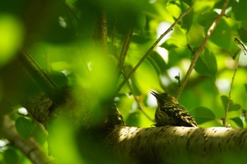 コゲラ 野川 2019年6月18日(火)