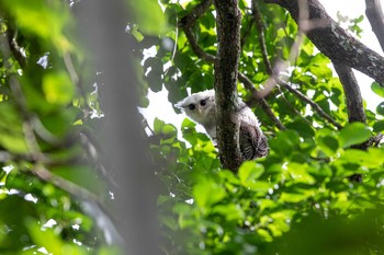 Spot-bellied Eagle-Owl