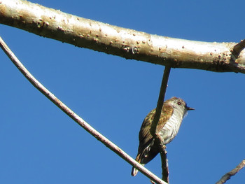 Horsfield's Bronze Cuckoo