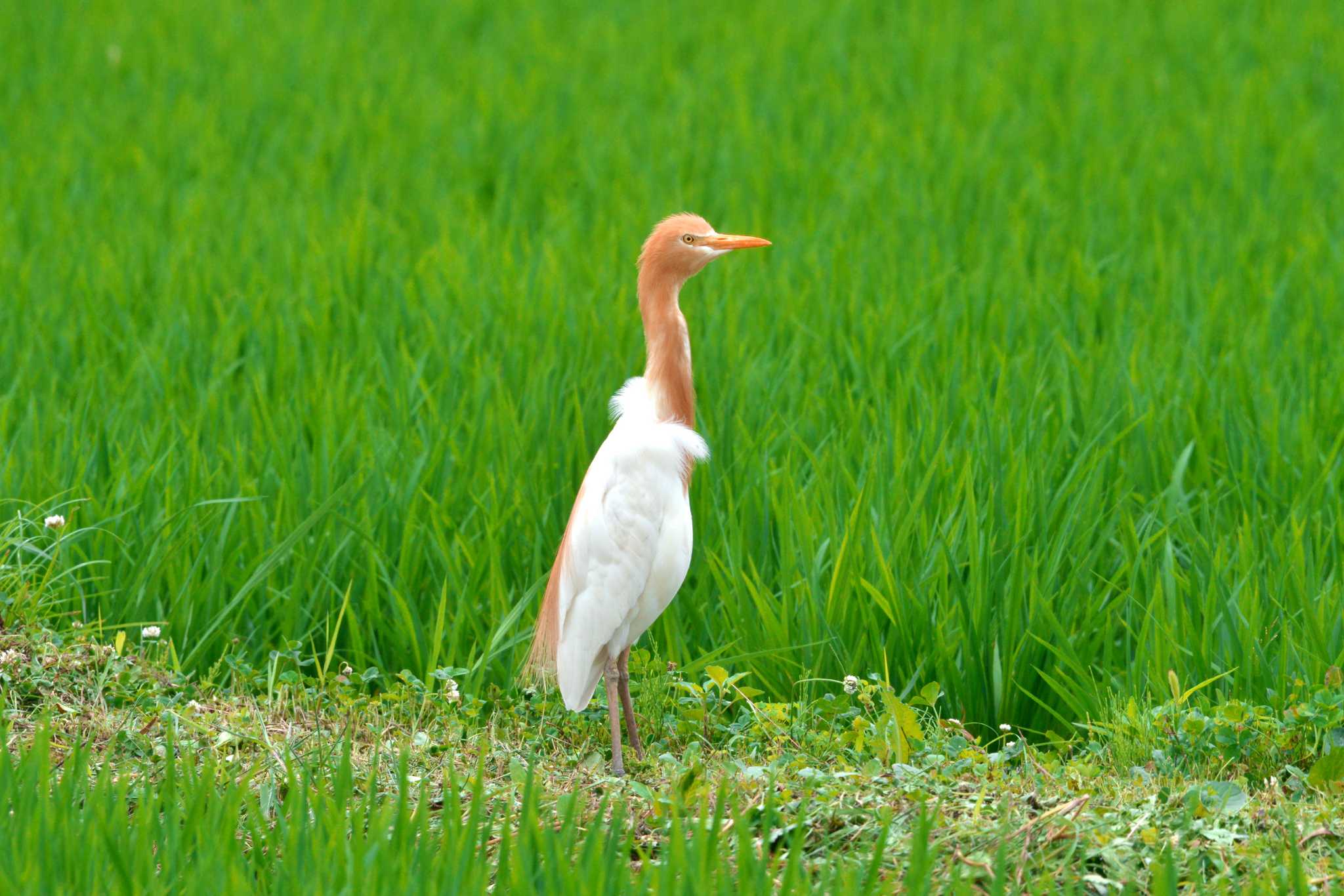 知多市 アマサギの写真 by ポッちゃんのパパ