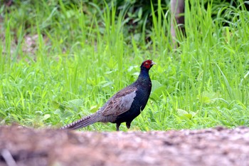 2019年7月4日(木) 加木屋緑地の野鳥観察記録