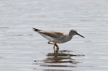 Grey-tailed Tattler 尾岱沼 Mon, 8/13/2018