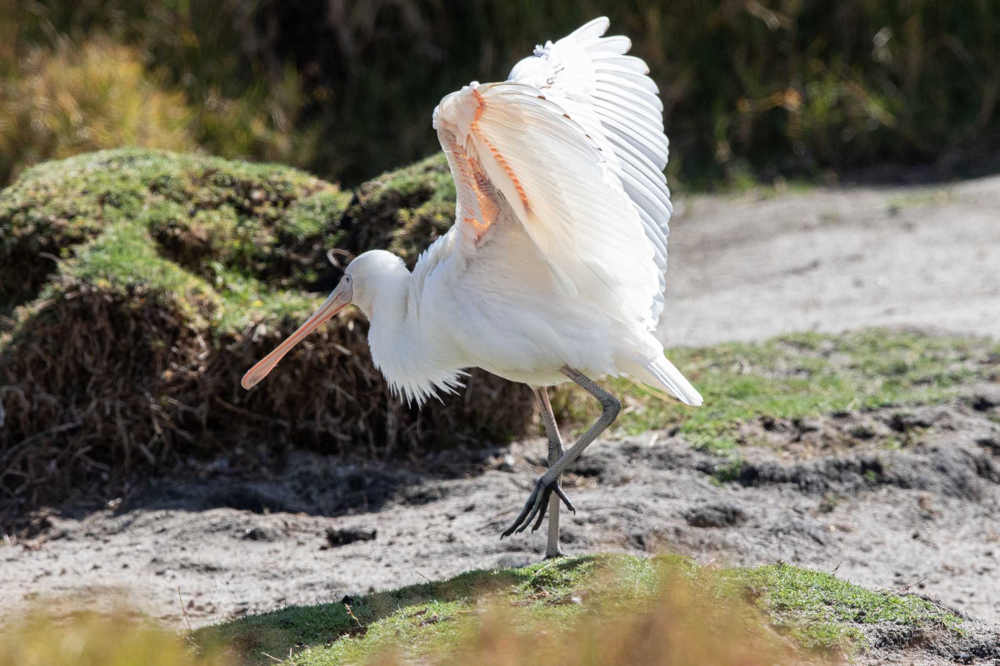 Bunbury Big Swamp Reserve キバシヘラサギの写真 by Trio