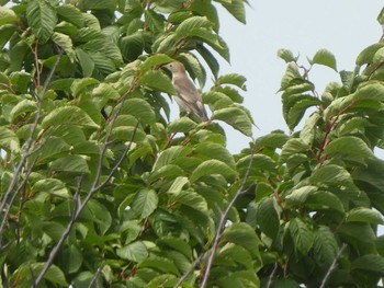 2019年7月4日(木) 野津幌川（原始林通付近）の野鳥観察記録