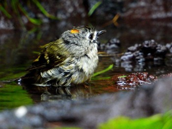 Goldcrest Okuniwaso(Mt. Fuji) Wed, 7/3/2019