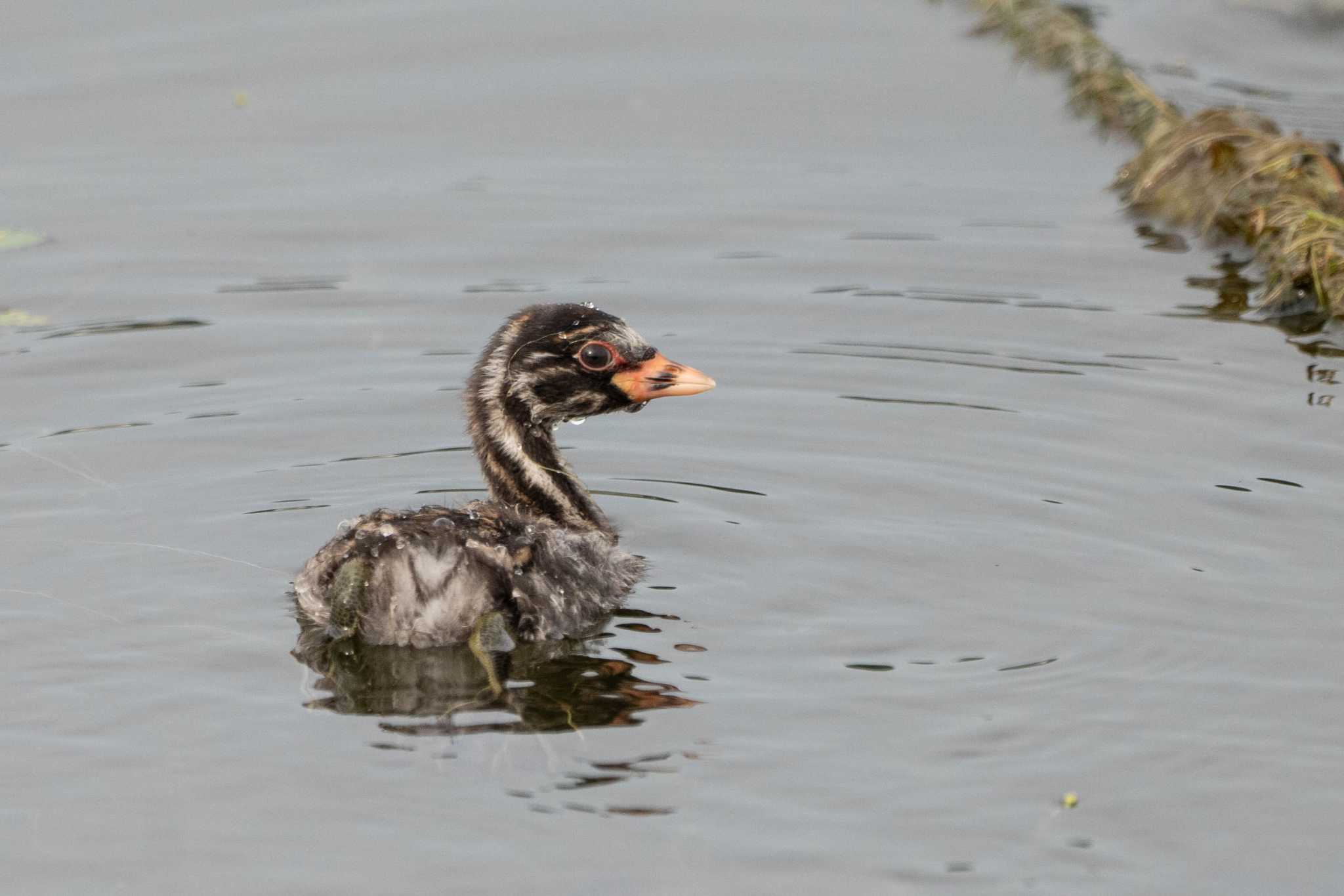 Photo of Little Grebe at 京都府木津川市 by veritas_vita