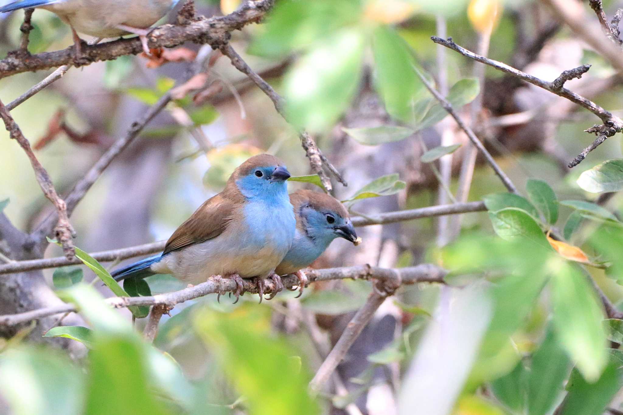 Blue Waxbill