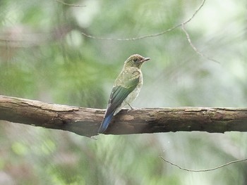 Blue-and-white Flycatcher 松尾池 Fri, 7/5/2019